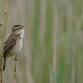 Warblers of Rye Harbour and How to Identify Them (420337035)