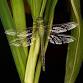 Dragonfly - by April Small