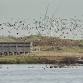 Corporate Wild Work Day: Conservation Day at Rye Harbour Nature Reserve