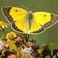 Butterfly ID Talk and Walk at RSPB Dungeness Reserve