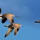 Walk with our Nature Reserve Manager at Rye Harbour (420337035)