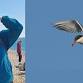 Beginners Birding with Mya Bambrick, Rye Harbour...