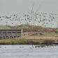 Corporate Wild Work Day: Conservation Day at Rye Harbour Nature Reserve