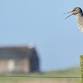 Beginners Birding with Mya Bambrick, Rye Harbour Nature Reserve (420337035)