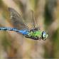 Talk at Rye Harbour: The Damselflies & Dragonflies of Sussex (420337035)