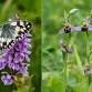 Orchids and Marbled Whites at Rye Harbour Nature Reserve (420337035)