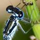 Dragonfly ID Talk and Walk at RSPB Dungeness Reserve